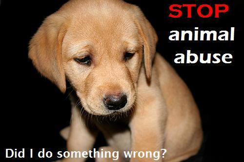 STAND UP AGIANST ANIMAL ABUSE